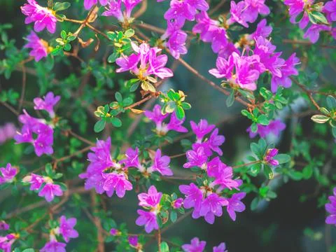The spring or summer background of the pink azalea flowers in full bloom. Stock Photos