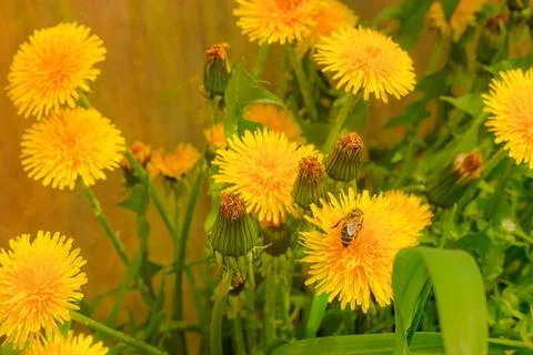 Spring or summer background, Sunny day with flowers and grass. Stock Photos