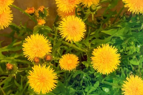 Spring or summer background, Sunny day with flowers and grass. Stock Photos