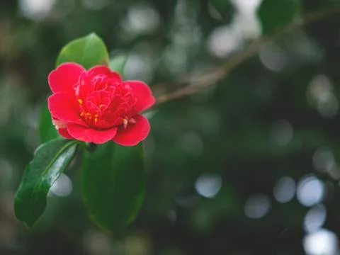 The spring or summer background of the white azalea flower in full bloom. Stock Photos