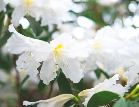 The spring or summer background of the white azalea flower in full bloom. Stock Photos
