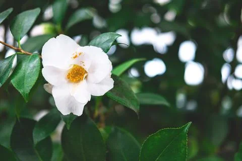 The spring or summer background of the white azalea flower in full bloom. Stock Photos