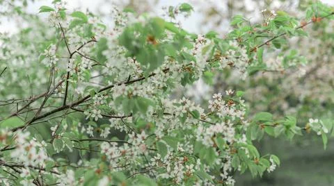 Spring or summer blurred background with a white blooming tree close up Stock Photos