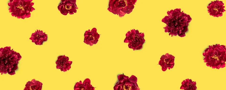 Spring or summer creative concept of red-maroon peonies flowers pattern on a  Stock Photos