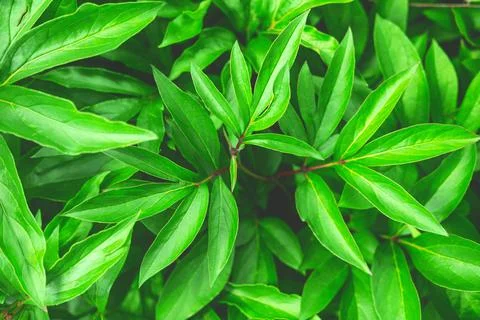 The spring or summer green background of the closeup of the peony leaves. Stock Photos