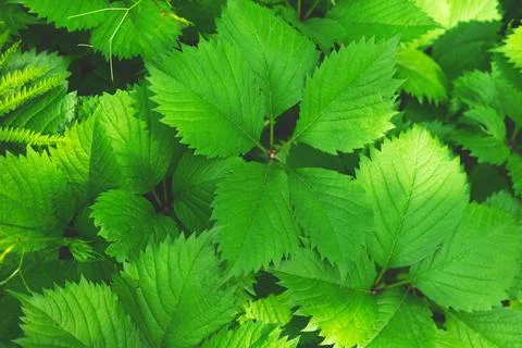 The spring or summer green background of the closeup of the leaves. Stock Photos