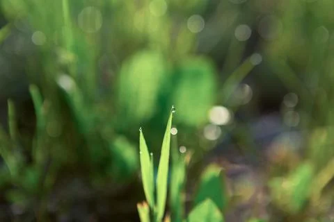 Spring or summer green grass background with blurred selective focus Stock Photos