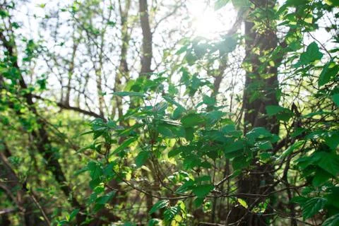 Spring or summer green trees and leaves against the background of sun glare. Stock Photos