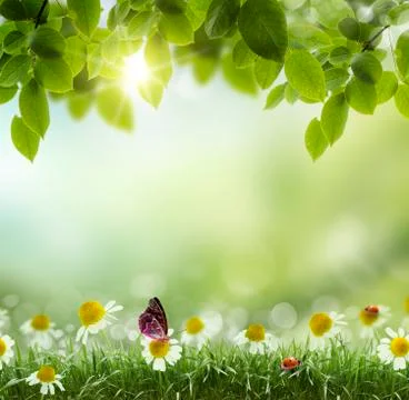 Spring or summer heat abstract .chamomile flower Ilustración de archivo