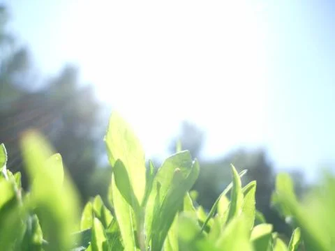 Spring or summer landscape, green grass on the blue sky background with sun rays Foto stock