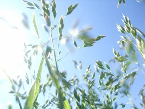 Spring or summer landscape, green grass on the blue sky background with sun rays Stock Photos