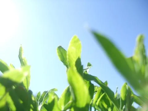 Spring or summer landscape, green grass on the blue sky background Stock Photos