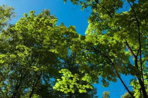 Spring or summer natural background with young maple leaves against a brigh.. Foto stock