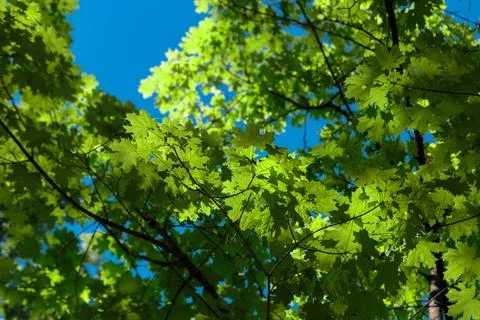 Spring or summer natural background with young maple leaves against a brigh.. Stock Photos