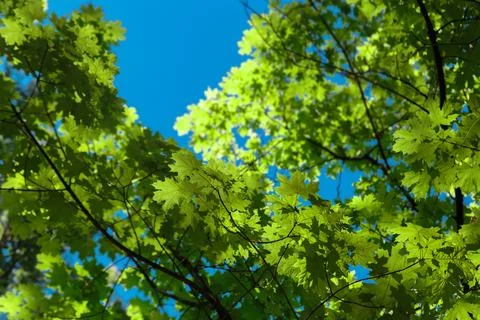 Spring or summer natural background with young maple leaves against a brigh.. Stock Photos