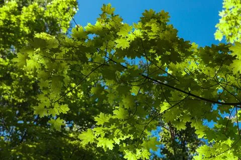 Spring or summer natural background with young maple leaves against a brigh.. Stock Photos