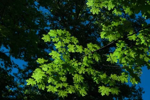 Spring or summer natural background with young maple leaves against a brigh.. Stock Photos