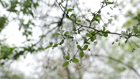 Spring or summer natural bokeh Stock Footage 153995981