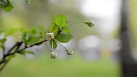 Spring or summer natural bokeh Stock Footage 153995991