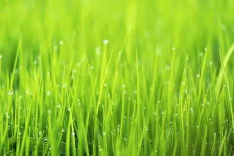 Spring or summer season abstract nature background with grass and drops. Stock Photos