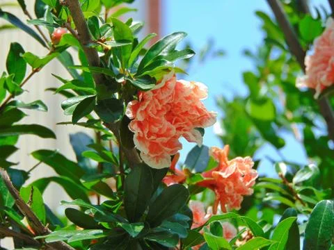 Spring orange flowers Stock Photos