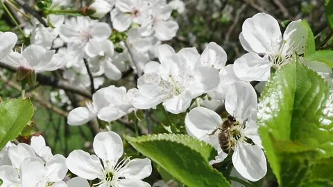 Spring orchard and back view of a honey bee collecting nectar Vídeos de archivo 278718926
