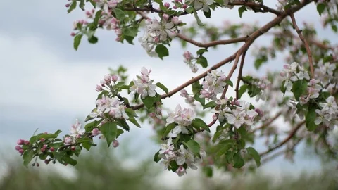 Spring orchard, blooming apple trees Video stock 76386217