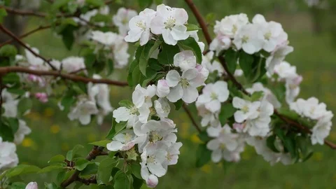 Spring orchard, blooming apple trees Video stock 76386218