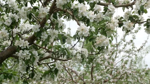 Spring orchard, blooming apple trees Video stock 76386276