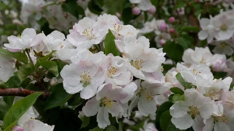 Spring orchard, blooming apple trees Stock Footage 76386283