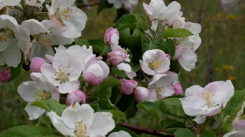 Spring orchard, blooming apple trees Video stock 76386346