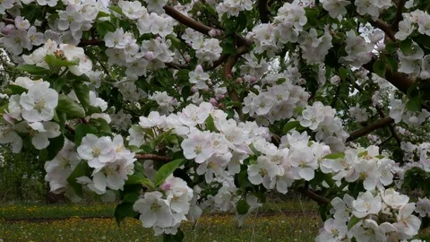 Spring orchard, blooming apple trees Video stock 76386356
