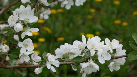 Spring orchard, blooming apple trees Video stock 76386435