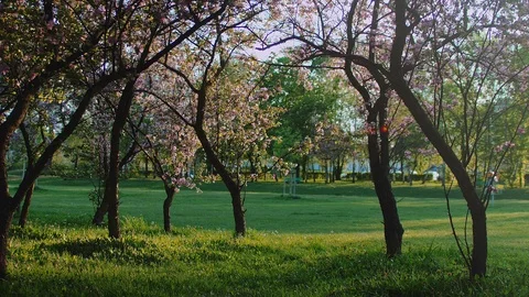 Spring Orchard with Blossoming Cherry Trees Stock Footage 89000090