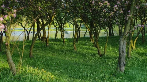 Spring Orchard with Blossoming Cherry Trees Stock Footage 89005783