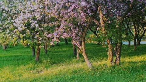 Spring orchard with blossoming cherry trees Vidéo 89006260