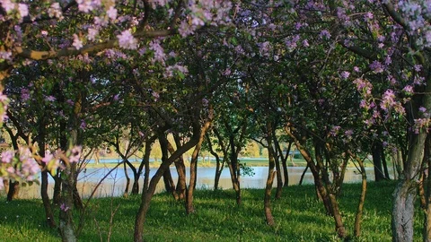 Spring orchard with blossoming Cherry Trees Stock Footage 89006353