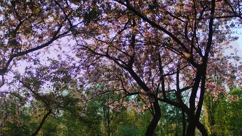 Spring Orchard with Blossoming Fruit Trees and Falling Petals in the Wind Stock Footage 89000734