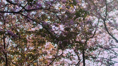 Spring Orchard with Blossoming Fruit Trees and Falling Petals in the Wind Stock Footage 89001166
