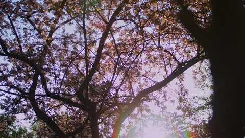 Spring Orchard with Blossoming Fruit Trees and Falling Petals in the Wind Stock Footage 89002111