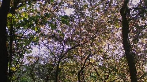 Spring Orchard with Blossoming Fruit Trees and Falling Petals in the Wind Stock Footage 89003551