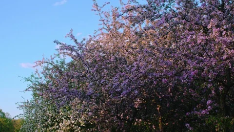 Spring Orchard with Blossoming Fruit Trees Stock Footage 89003874
