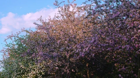 Spring Orchard with Blossoming Fruit Trees Stock Footage 89004269