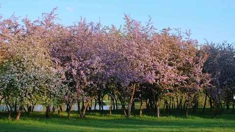 Spring orchard with blossoming fruit trees and falling petals in the wind. Vidéo 89006331
