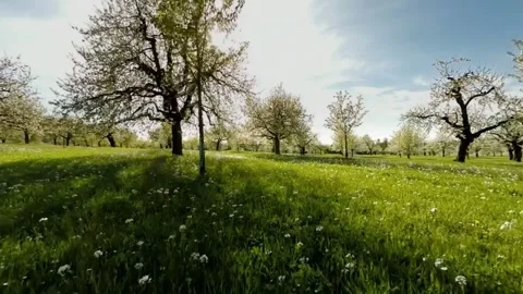 Spring Orchard with Blossoming Trees, and Sunny Meadow. Stock Footage 306286913