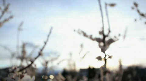 Spring Orchard Blossoms  Stock Footage 707483