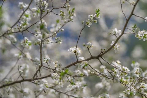 Spring orchard branches with blossoms, dappled sunlight on textured bark, d.. Stock Photos