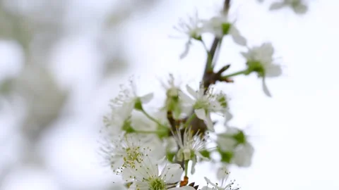 Spring orchard branches sway in the wind. Video stock 250739394