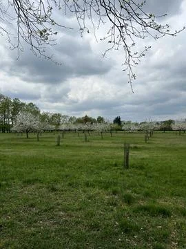 Spring Orchard Meadow with Blooming Trees. Stock Photos