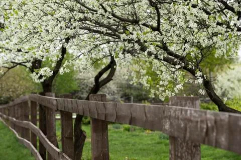 Spring Orchard Stock Photos